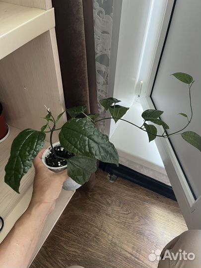 Клеродендрум томпсон