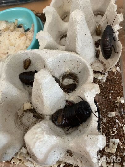 Мадагаскарские тараканы