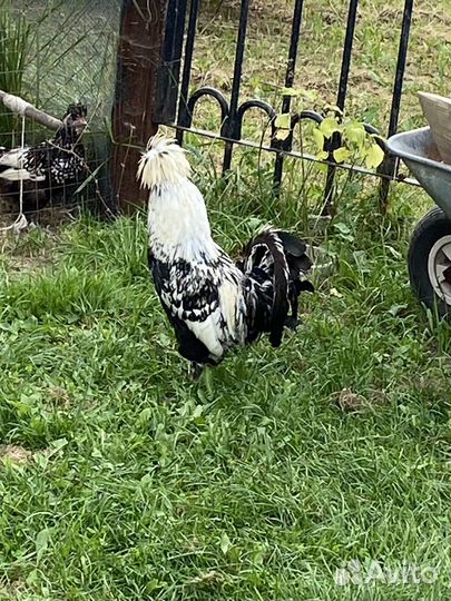 Петух павловское серебро