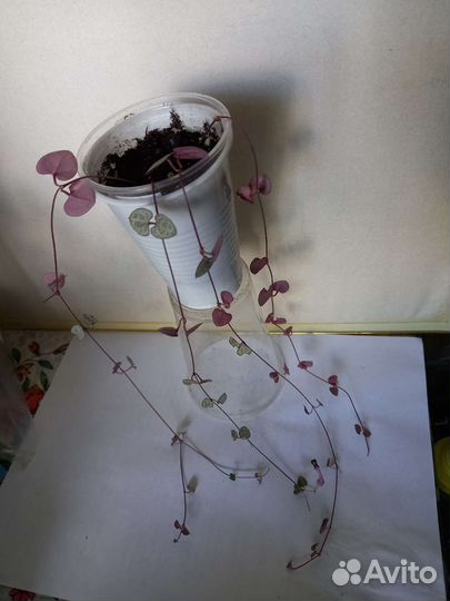 Комнатные растения