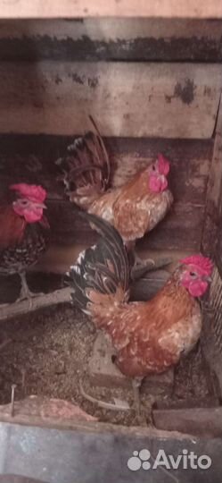 Бентамки, петушки