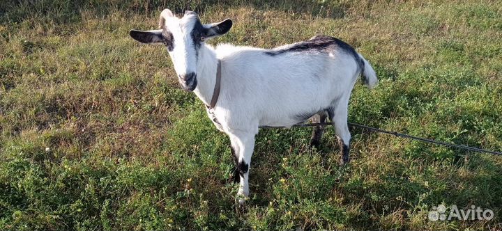 Коза дойная альпийская