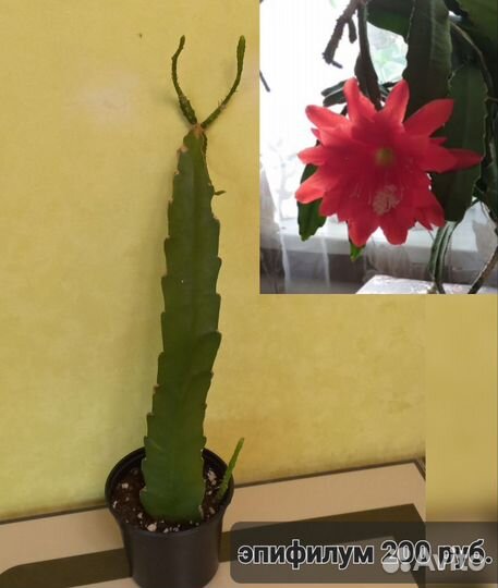 Комнатные растения