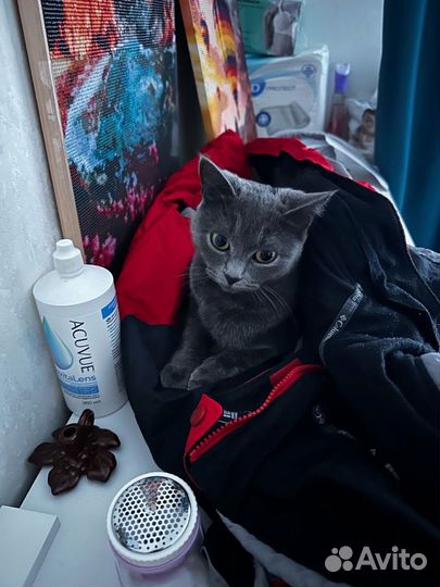 Кошка