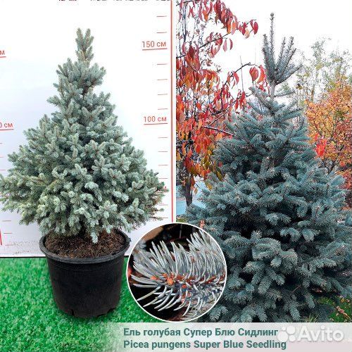 Ель колючая Глаука Супер Блю Сидлинг