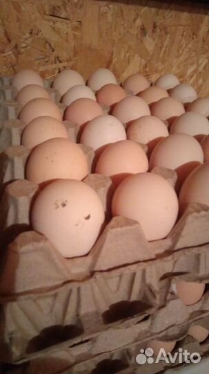 Инкубационное яйцо породистых кур и перепел