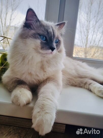 Вязка с рэгдоллом блю миттед