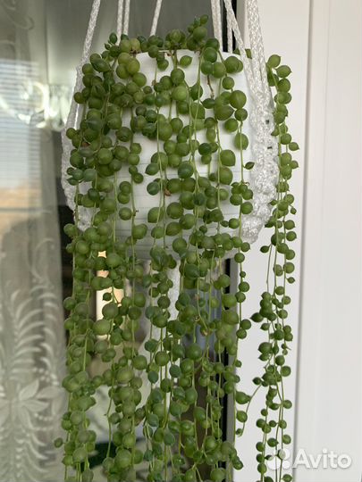 Крестовник роули