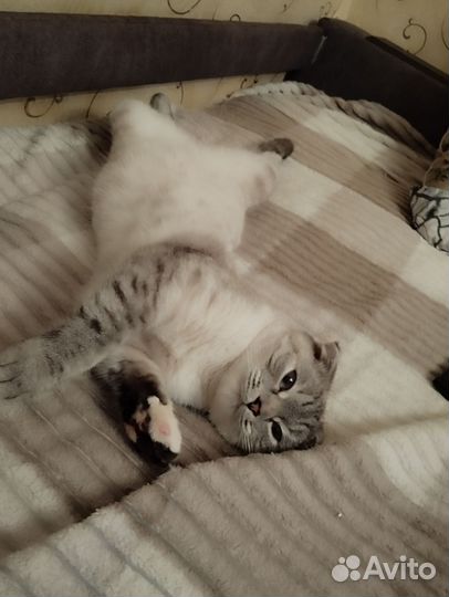 Кошка отдам
