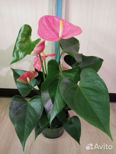 Антуриум, разные виды