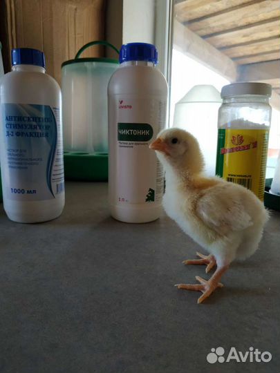 Цыплята бройлеров