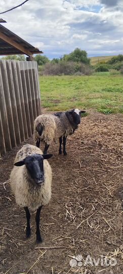 Овцы бараны