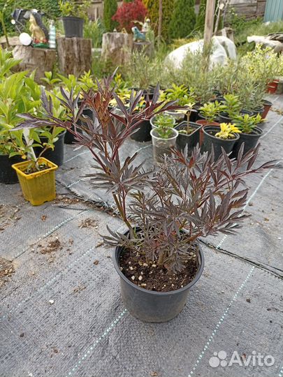 Бузина чёрная Блэк Лэйс