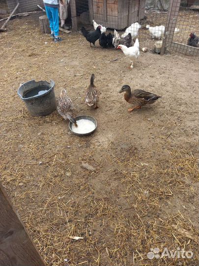 Подсадные утки для охоты