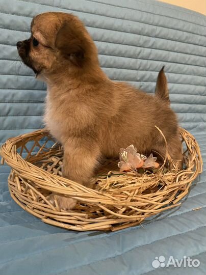 Щенки чихуахуа