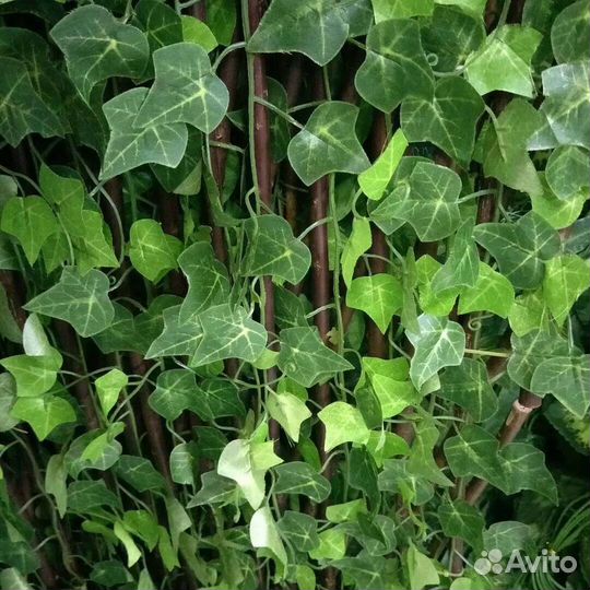 Плющ огромный