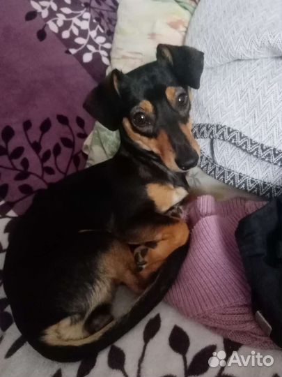 Такса бесплатно