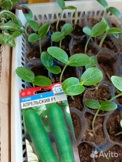 Рассада огурцов, кабачков, тыквы