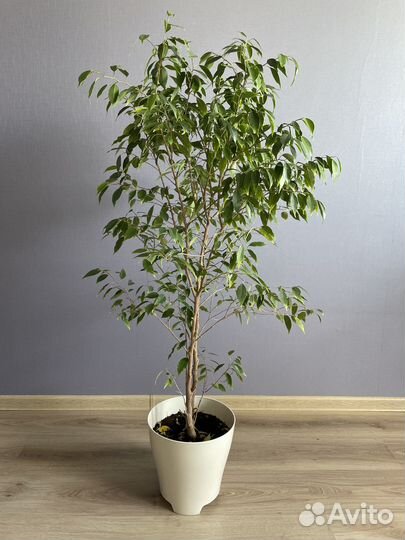 Фикус бенджамина большой