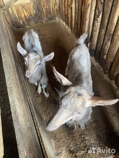 Коза и козлята