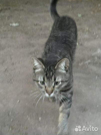 Кошечка потеряшка. Хозяин найдись