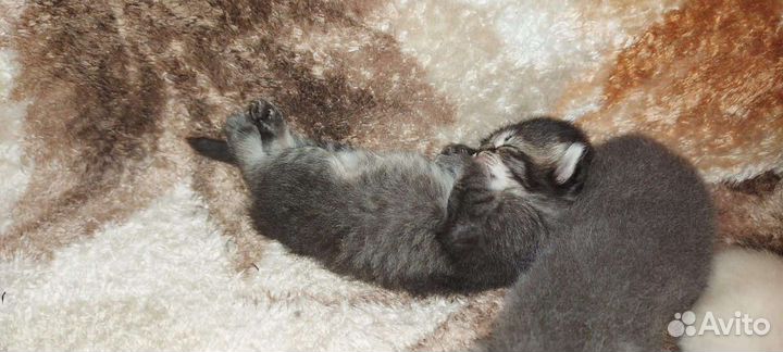 Британская кошка в дар