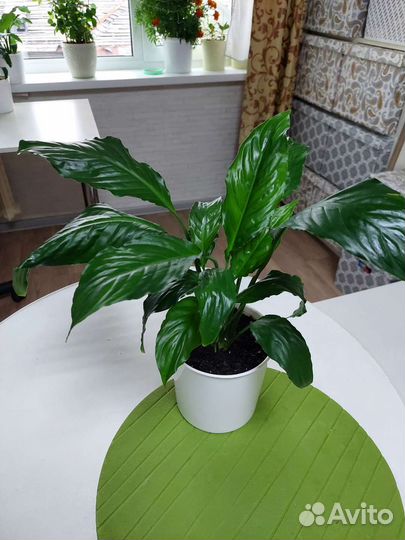 Спатифиллум