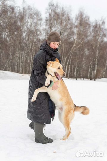 Помогите Гашеку найти дом