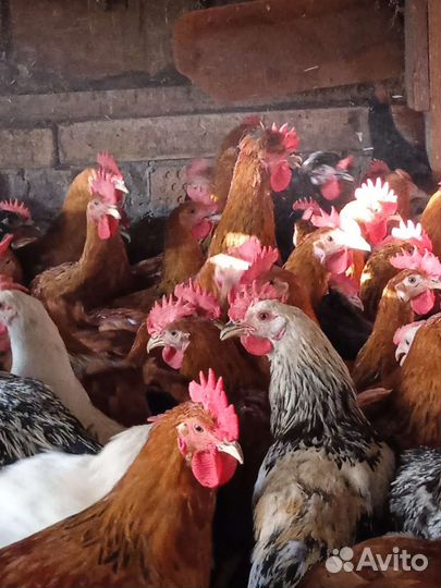 Молодые петухи