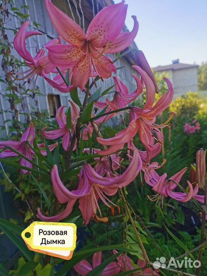 Лилии сортовые луковицы