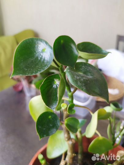 Пеперомия рейндроп Raindrop