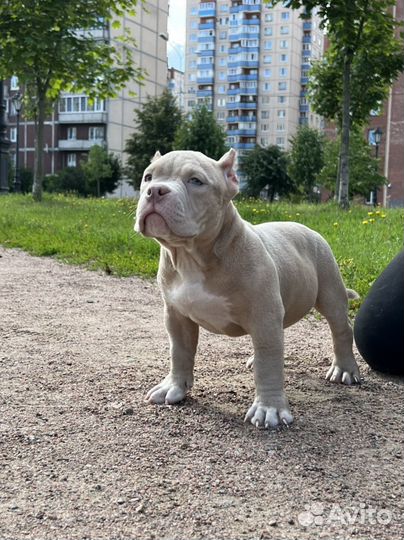 Американские булли лиловые мальчики покеты