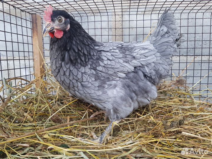 Куры, молодки, несушки