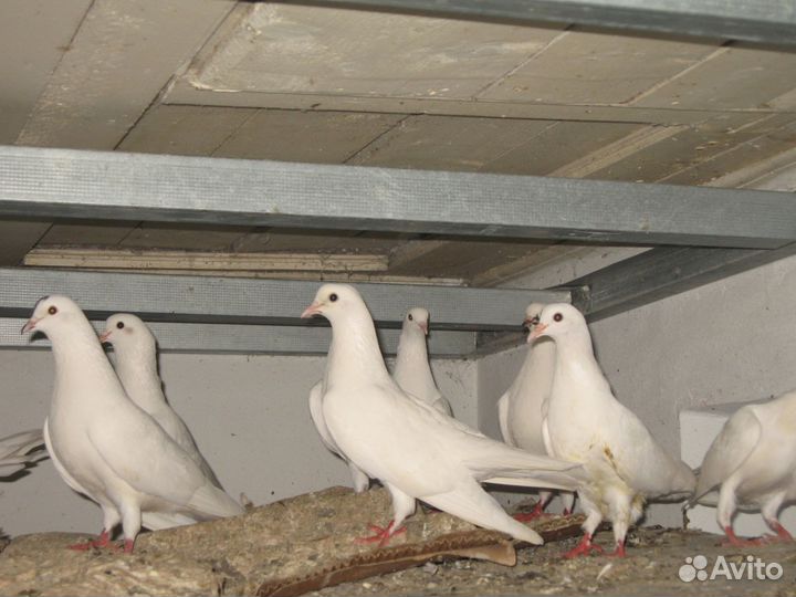 Голубь бакинцы