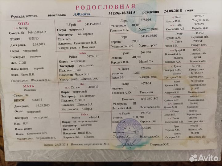 Продам русскую гончую