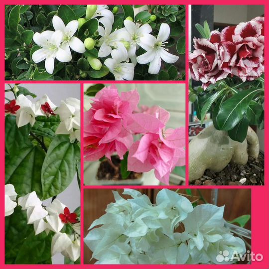 Цветущие комнатные растения