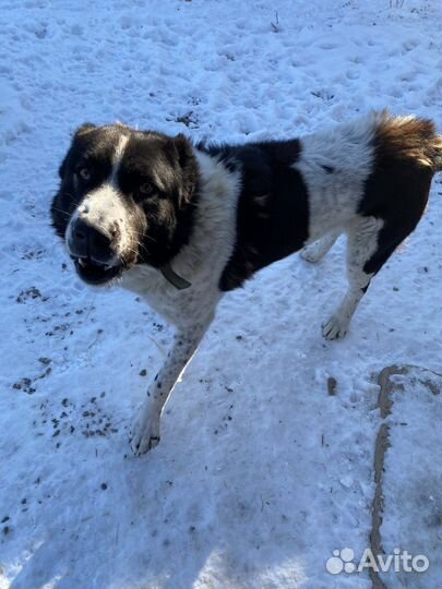 Вязка алабай. Кабель