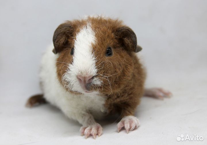 Морская свинка тедди малыши