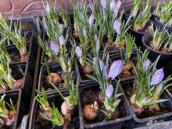 Цветы в горшках к 8 марта