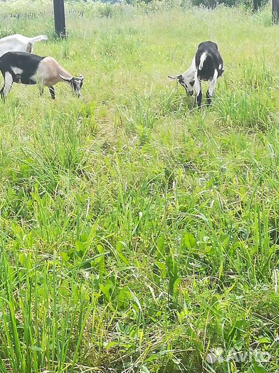 Продам коз камори нуб