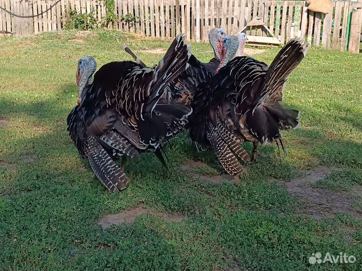 Индюки на племя
