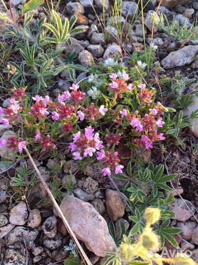 Чабрец Крымский