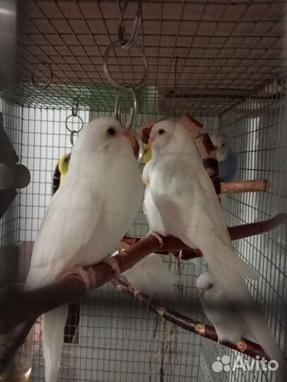 Волнистые попугаи. Альбиносы