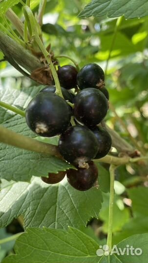 Вишня, крыжовник, травы, овощи