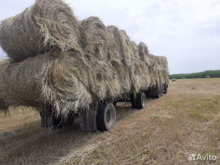 Сено луговое разнотравие
