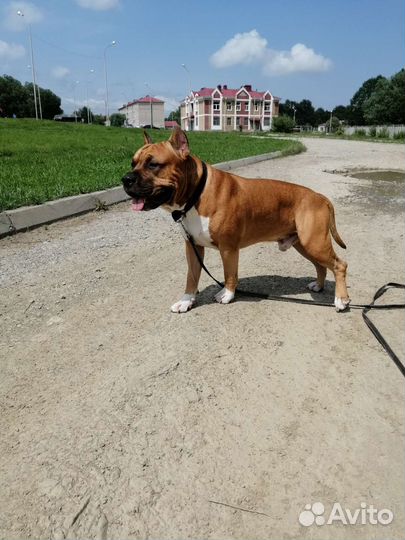 Вязка стаффордширский терьер