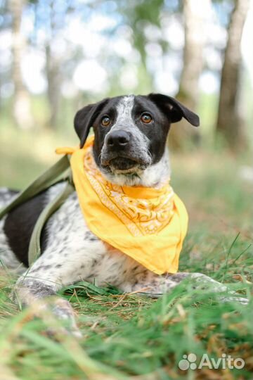 Классный пес Тор в поисках дома