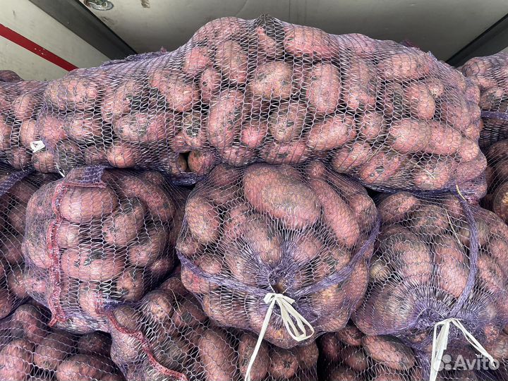 Картофель красный опт