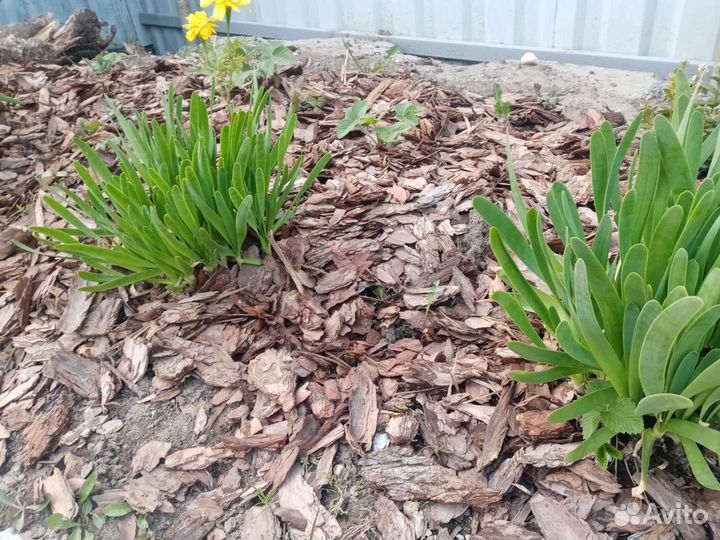 Кора сибирской лиственницы в наличии. Мульча