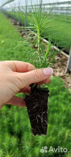 Сеянцы сосны окс от производителя